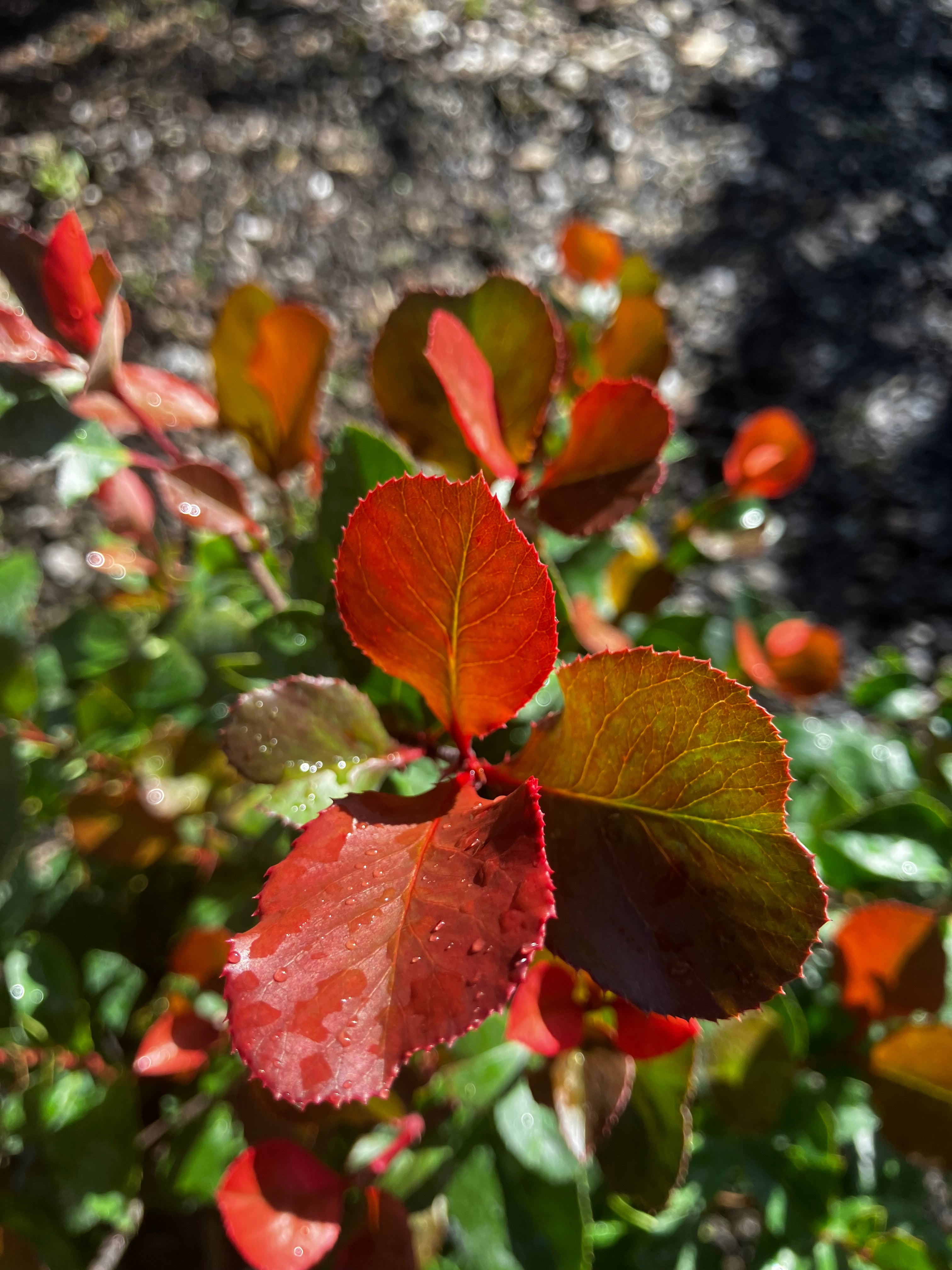 Glanzmispel 'Little Red Robin' / Photinia fraseri 'Little Red Robin'